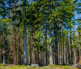 Sázení stromů s Ostravskou univerzitou v obci Krásná 21. a 22. dubna 2023Autor: Lucie Hübschmanová