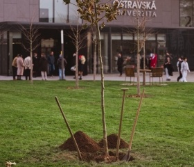 Sázení platanů v City Campusu OU na Černé louce. Nové stromky symbolicky zasadili rektor Petr Kopecký, děkan Pedagogické fakulty Daniel Jandačka, děkan Fakulty umění Michal Kalhous, náměstkyně města Ostravy Andrea Hoffmannová a architekti Roman Kuba s Kamilem Mrvou.Autor: Václav Čajka